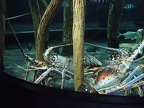 aquarium-0405