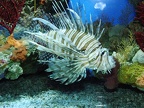aquarium-0406