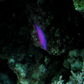 aquarium-0411