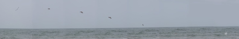 pelicans-dive-small.jpg