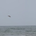 pelicans-dive-small