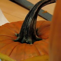 pumpkins-0490