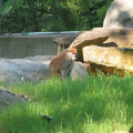 Zoo2009-0015