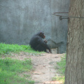 Zoo2009-0017