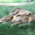 Zoo2009-0025