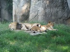 Zoo2009-0027