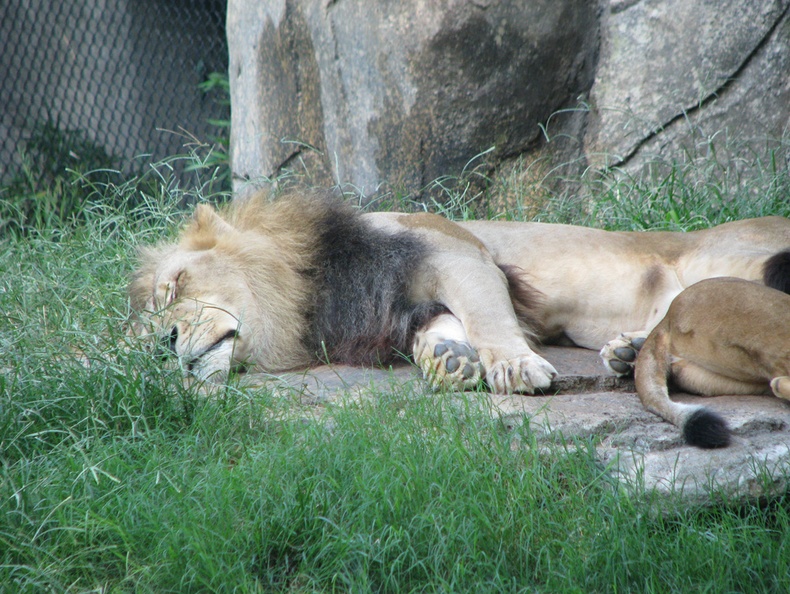 Zoo2009-0028