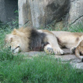 Zoo2009-0028