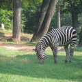 Zoo2009-0034