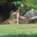 Zoo2009-0037
