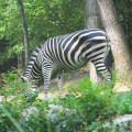 Zoo2009-0038