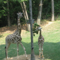 Zoo2009-0042