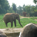 Zoo2009-0047