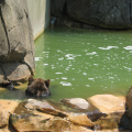 Zoo2009-0066