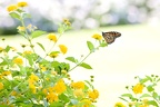 Butterfly2