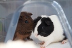 Squirrell and Oreo-33