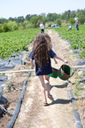Strawberry-Picking-2012-0121