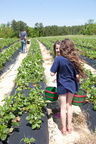 Strawberry-Picking-2012-0122