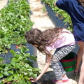 Strawberry-Picking-2012-0123.jpg