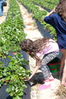 Strawberry-Picking-2012-0123