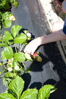 Strawberry-Picking-2012-0124