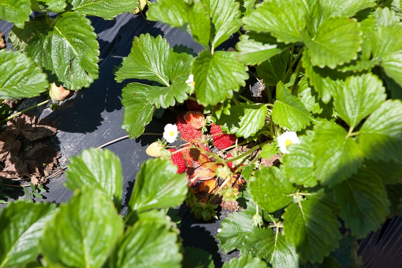 Strawberry-Picking-2012-0126.jpg