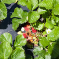 Strawberry-Picking-2012-0126