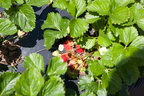 Strawberry-Picking-2012-0126