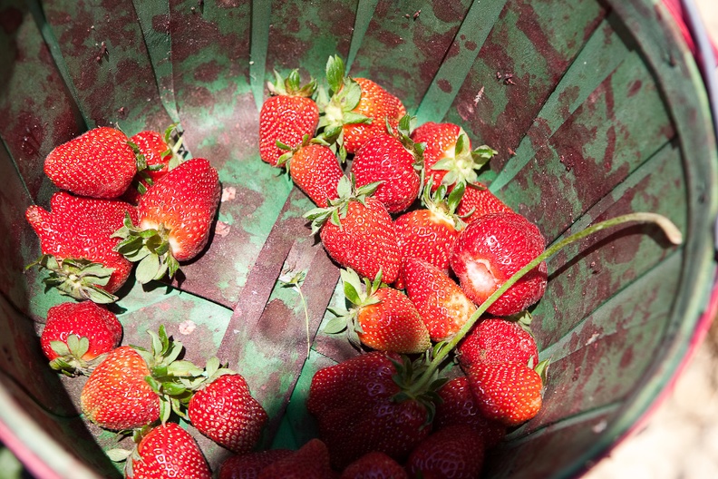 Strawberry-Picking-2012-0127.jpg