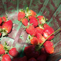 Strawberry-Picking-2012-0127