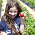 Strawberry-Picking-2012-0128