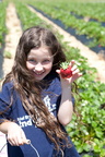 Strawberry-Picking-2012-0128