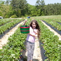 Strawberry-Picking-2012-0131