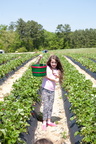 Strawberry-Picking-2012-0131