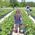 Strawberry-Picking-2012-0132