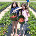 Strawberry-Picking-2012-0134.jpg