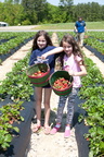 Strawberry-Picking-2012-0134