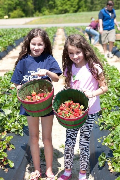 Strawberry-Picking-2012-0135.jpg