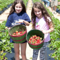 Strawberry-Picking-2012-0135
