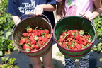 Strawberry-Picking-2012-0136