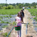 Strawberry-Picking-2012-0137