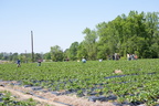 Strawberry-Picking-2012-0138
