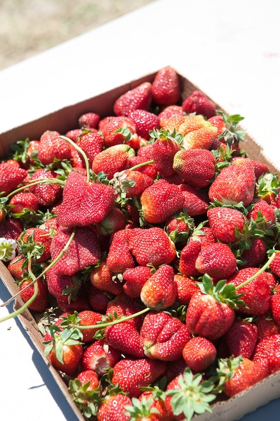 Strawberry-Picking-2012-0139.jpg