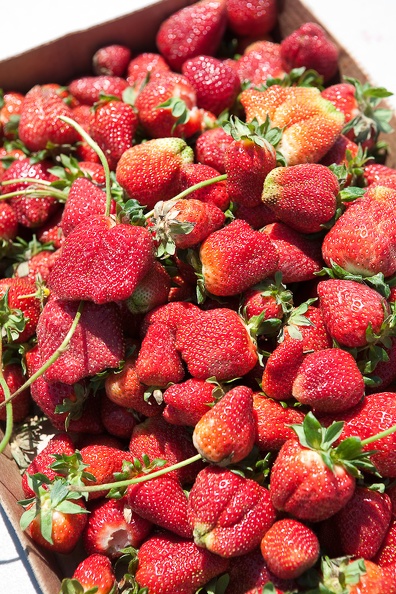Strawberry-Picking-2012-0140.jpg