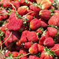 Strawberry-Picking-2012-0140