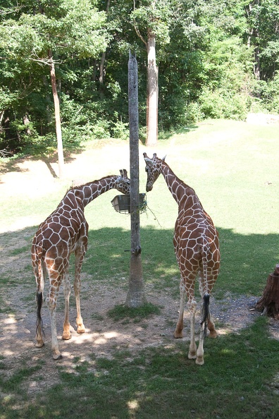 Zoo2013-2648.jpg