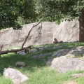 Zoo2013-2675
