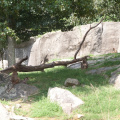 Zoo2013-2676