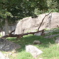 Zoo2013-2677