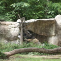 Zoo2013-2678